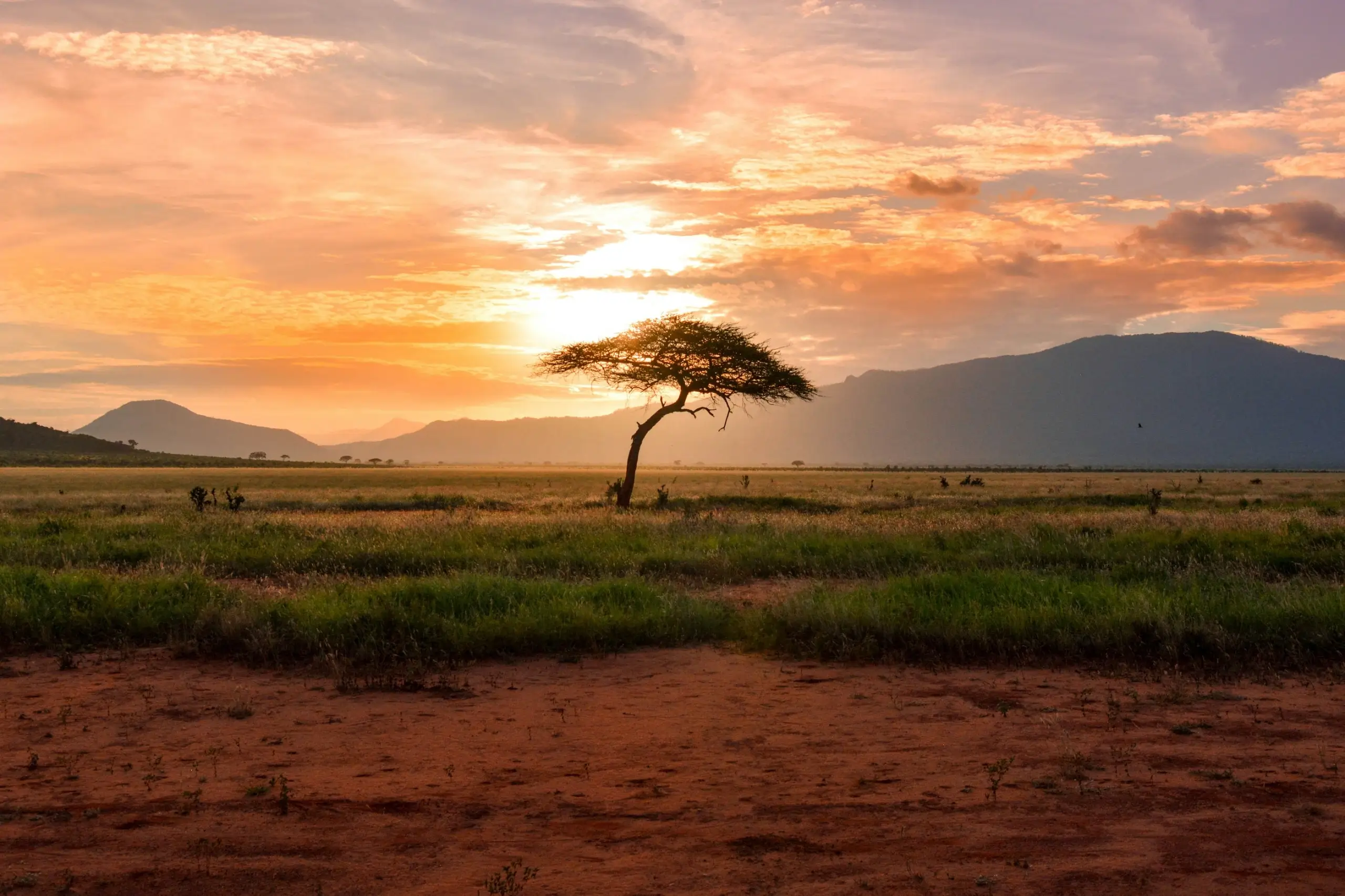 Luxury Safari