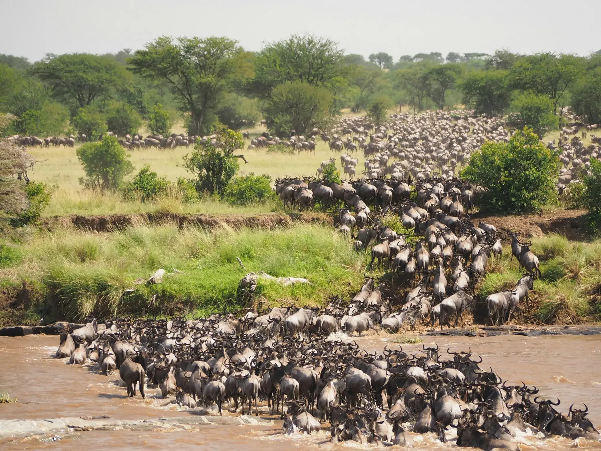 Serengeti Great Migration
