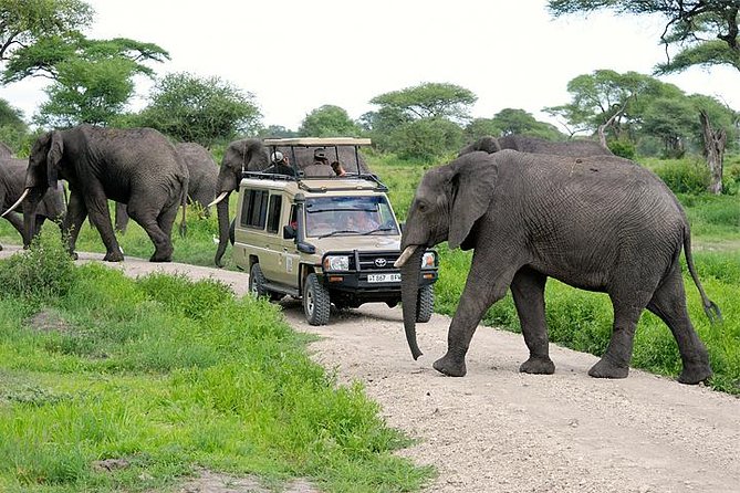 Game drive in Arusha National Park