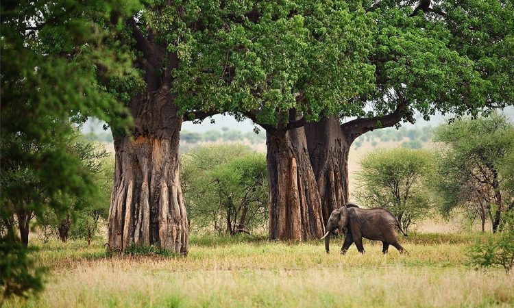 Baobab trees in Tarangire National Park