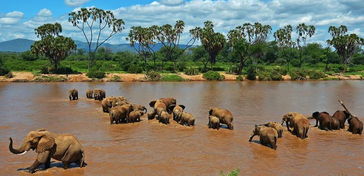 Tarangire River with wildlife