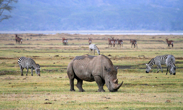 Crater Wildlife