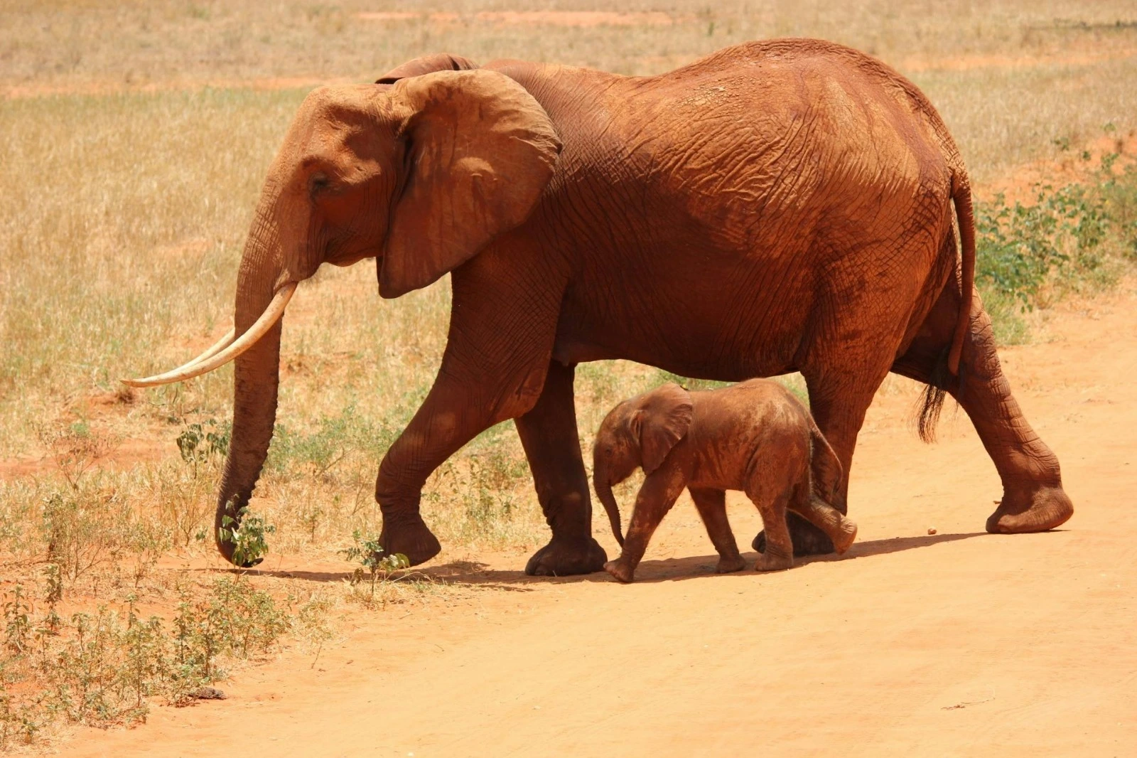 Wildlife Safari