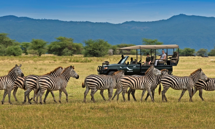 Serengeti Game Drive
