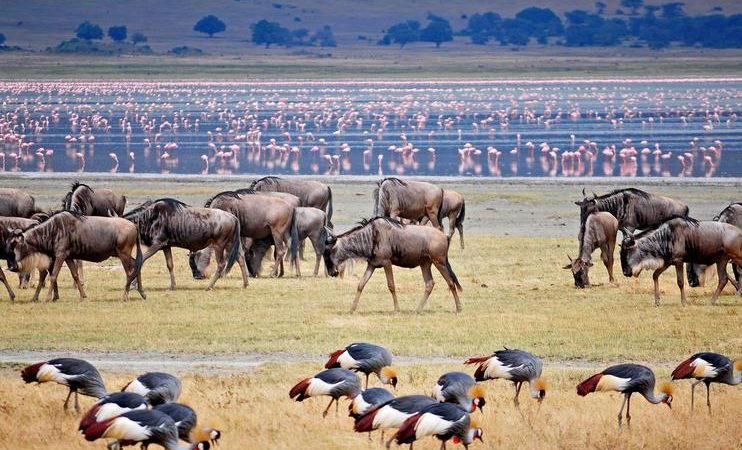 Lake Manyara Flamingos